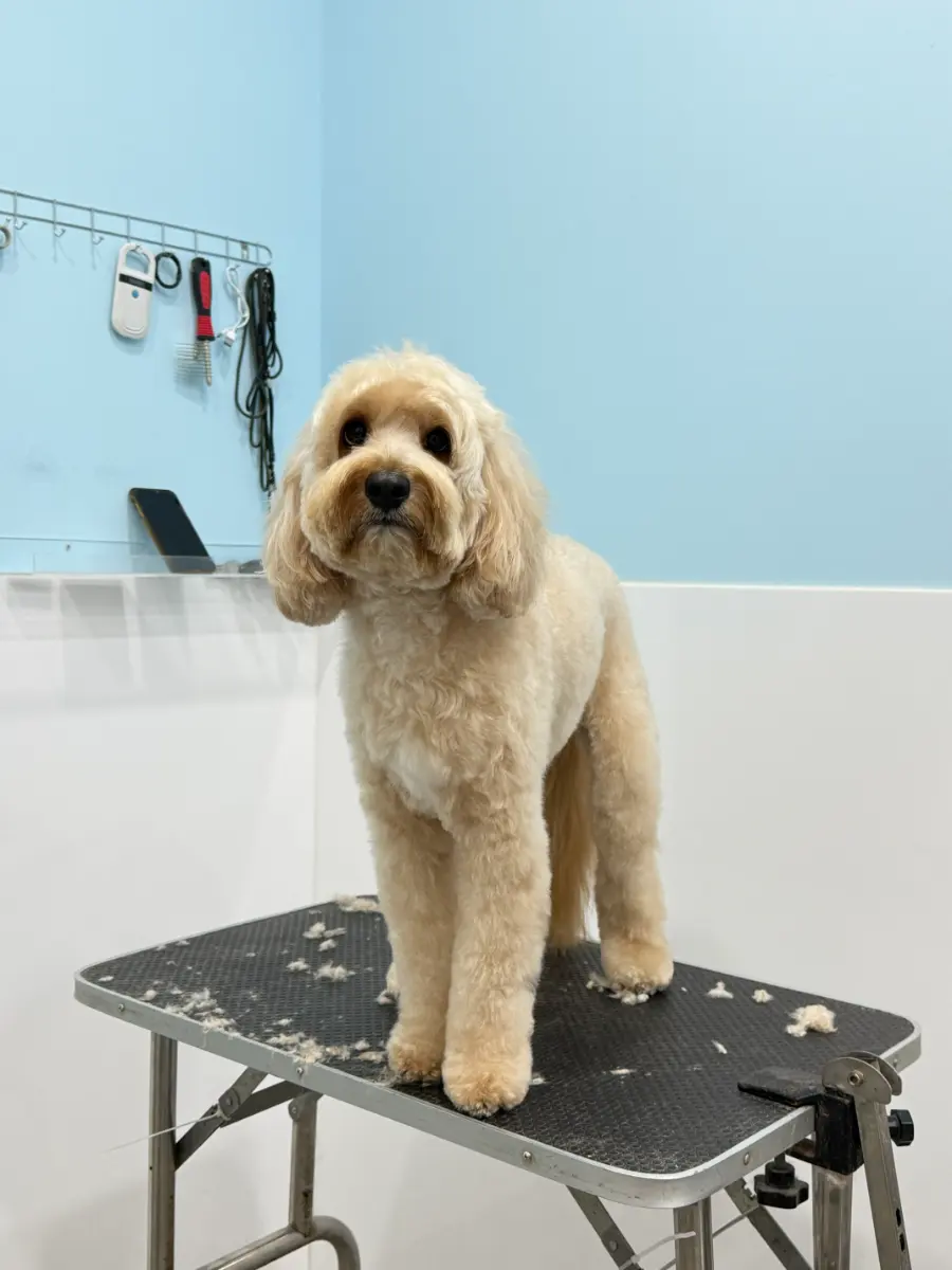 Grooming thumbnail 2