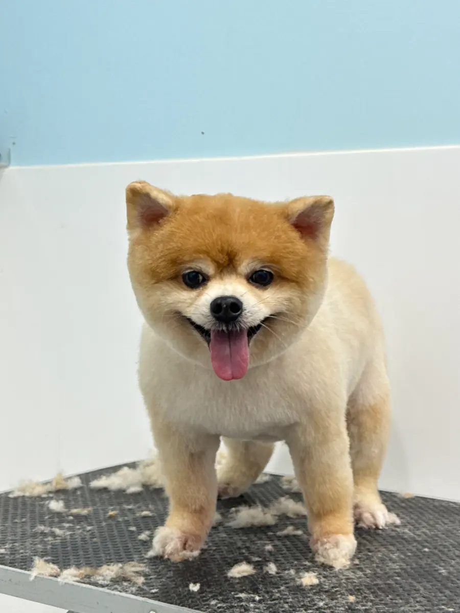 Grooming thumbnail 3