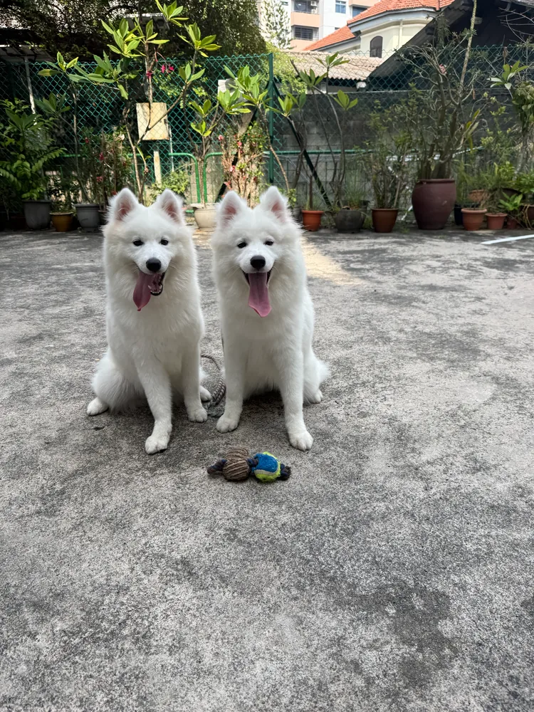 Elsa and snowy