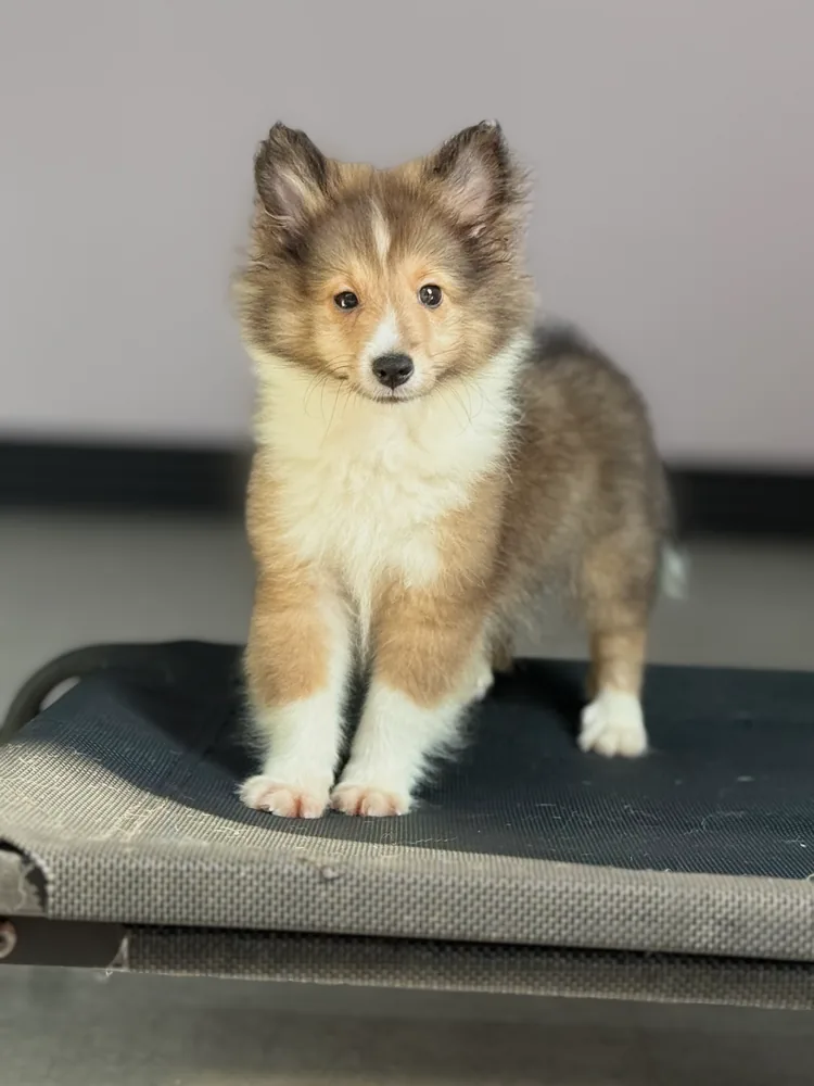 Teddy (found his forever home)