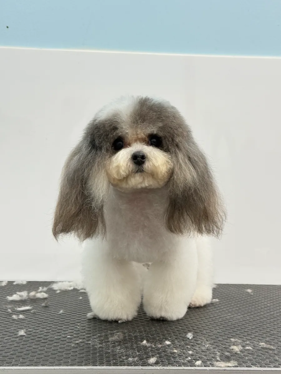 Prestige Paws Grooming Showcase