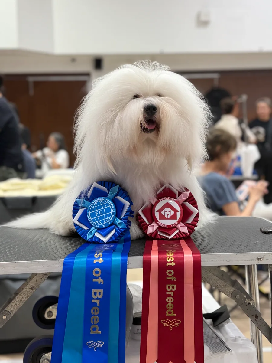 Prestige Paws Show Champion Dog