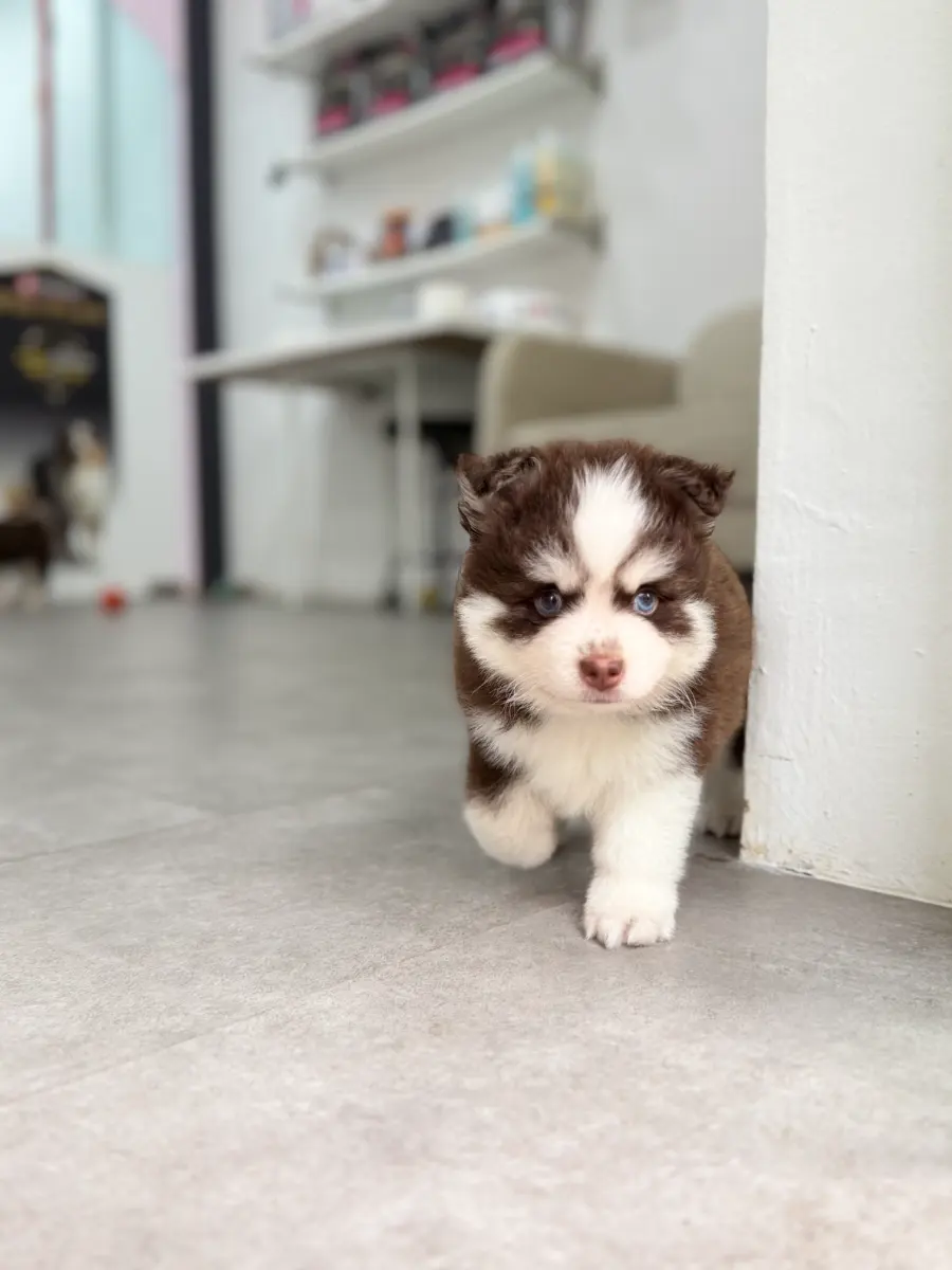 Luca